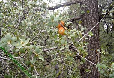 Manzanita Bearing Fruit