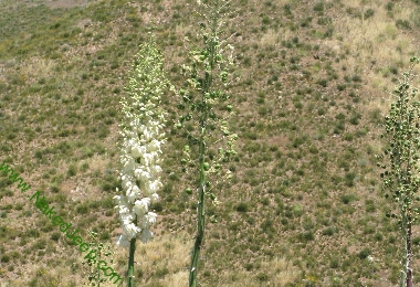Yuccas Budding